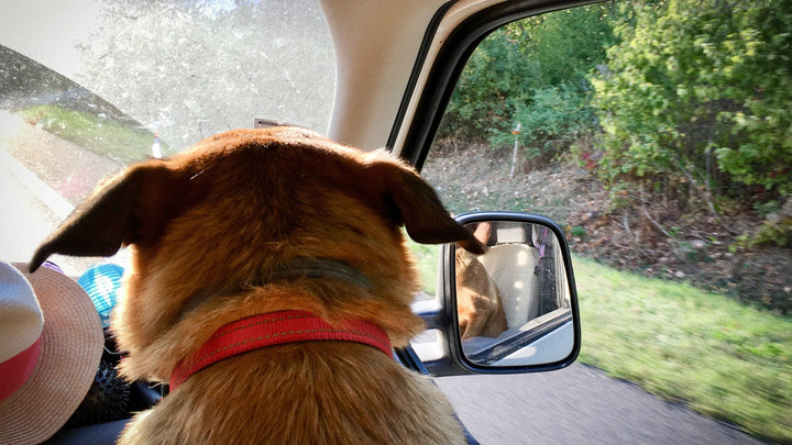 Frühlingserwachen mit dem BOGGL® – So genießt dein Hund die neue Jahreszeit