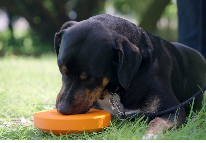 Wenn die Zunge beschäftigt ist – Was das Schlecken mit unseren Hunden macht!
