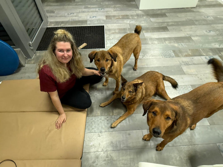 Wie der BOGGL meine tierphysiotherapeutische Arbeit revolutioniert