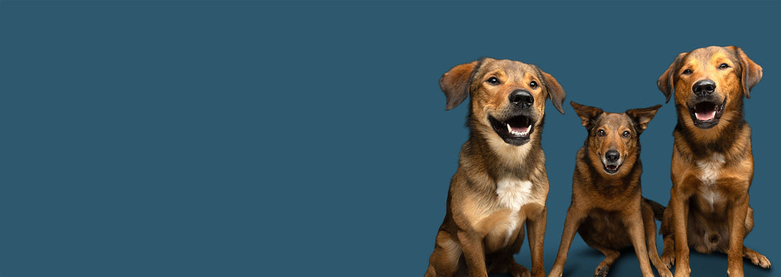 Der Name BOGGL® – Mehr als nur ein Wort