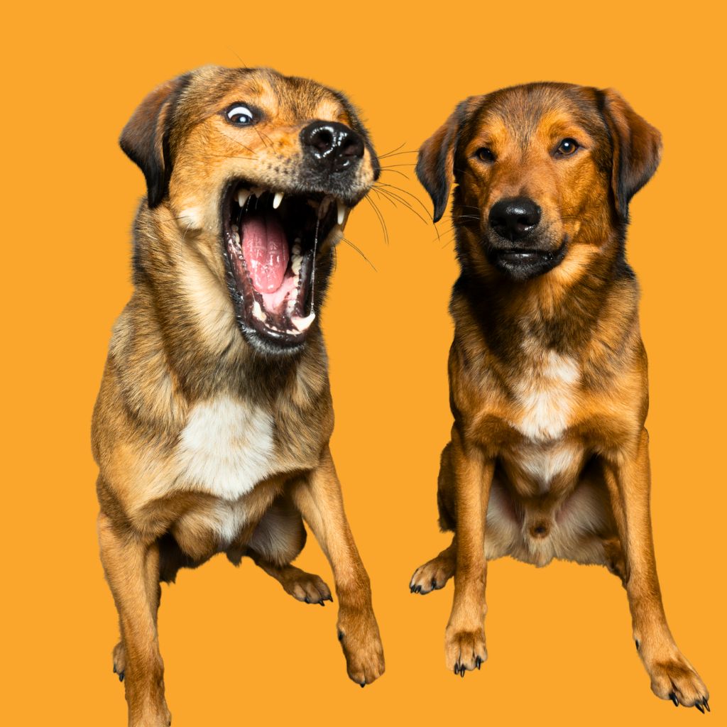 BOGGL® Geschenkgutschein – Das perfekte Geschenk für alle Hunde-Liebhaber!