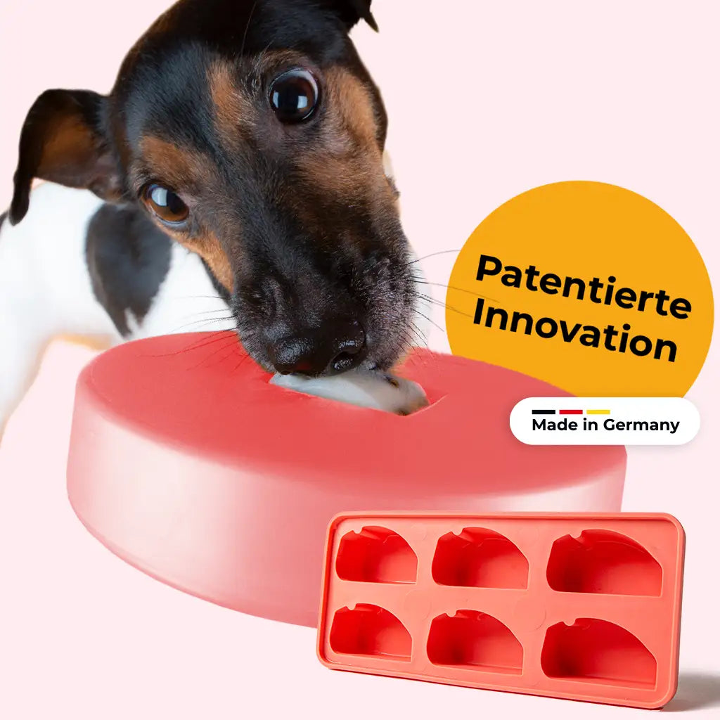 Kleiner Terrier schleckt am BOGGL® S Schleckspielzeug in Beere – Made in Germany, TÜV-geprüft, Einsteiger-Set mit passender FOGGL-Eiswürfelform
