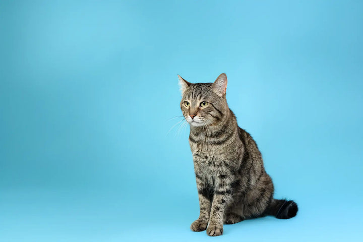 Ist der BOGGL® auch für Katzen geeignet?