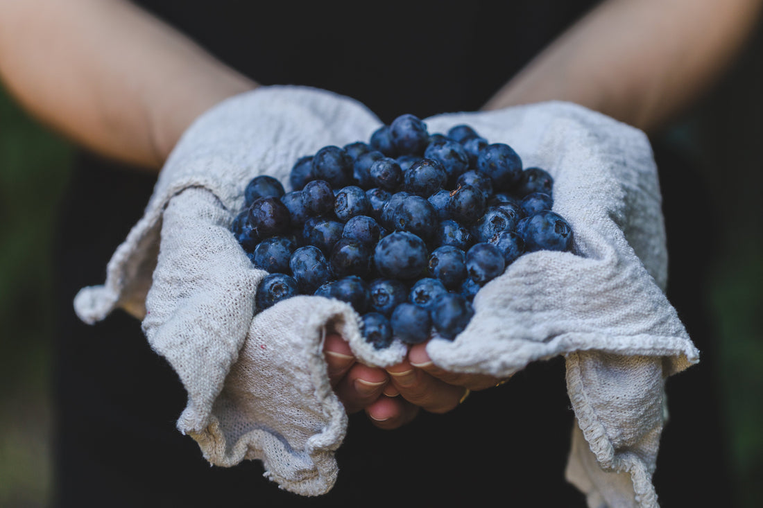 Beeren-Bello-Hundeeis – Der Superfood-Snack