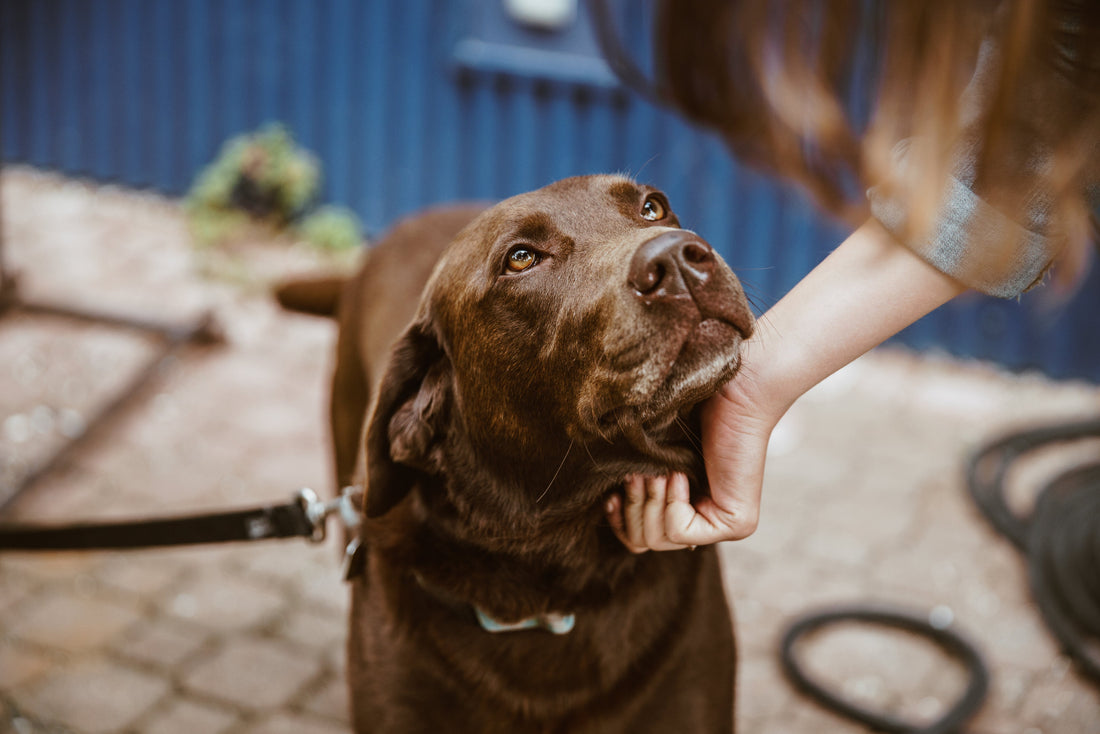 Hundetrends 2025 – Warum nachhaltige Spielzeuge wie der BOGGL® immer beliebter werden