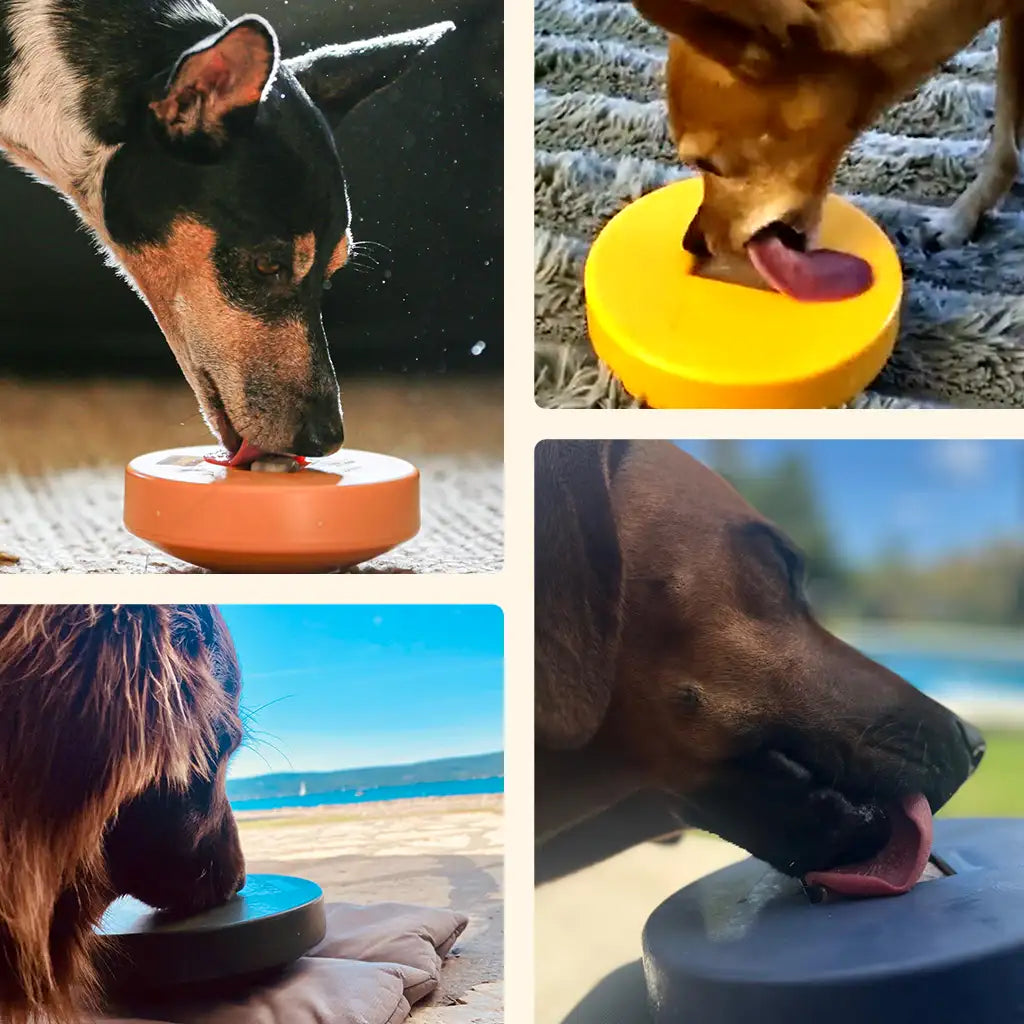 Einsteiger-Set BOGGL® S für kleine Hunde: Schleckspielzeug + Form