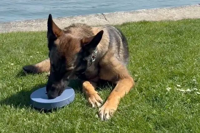 Hund im Sommer – Hitze und Beschäftigung