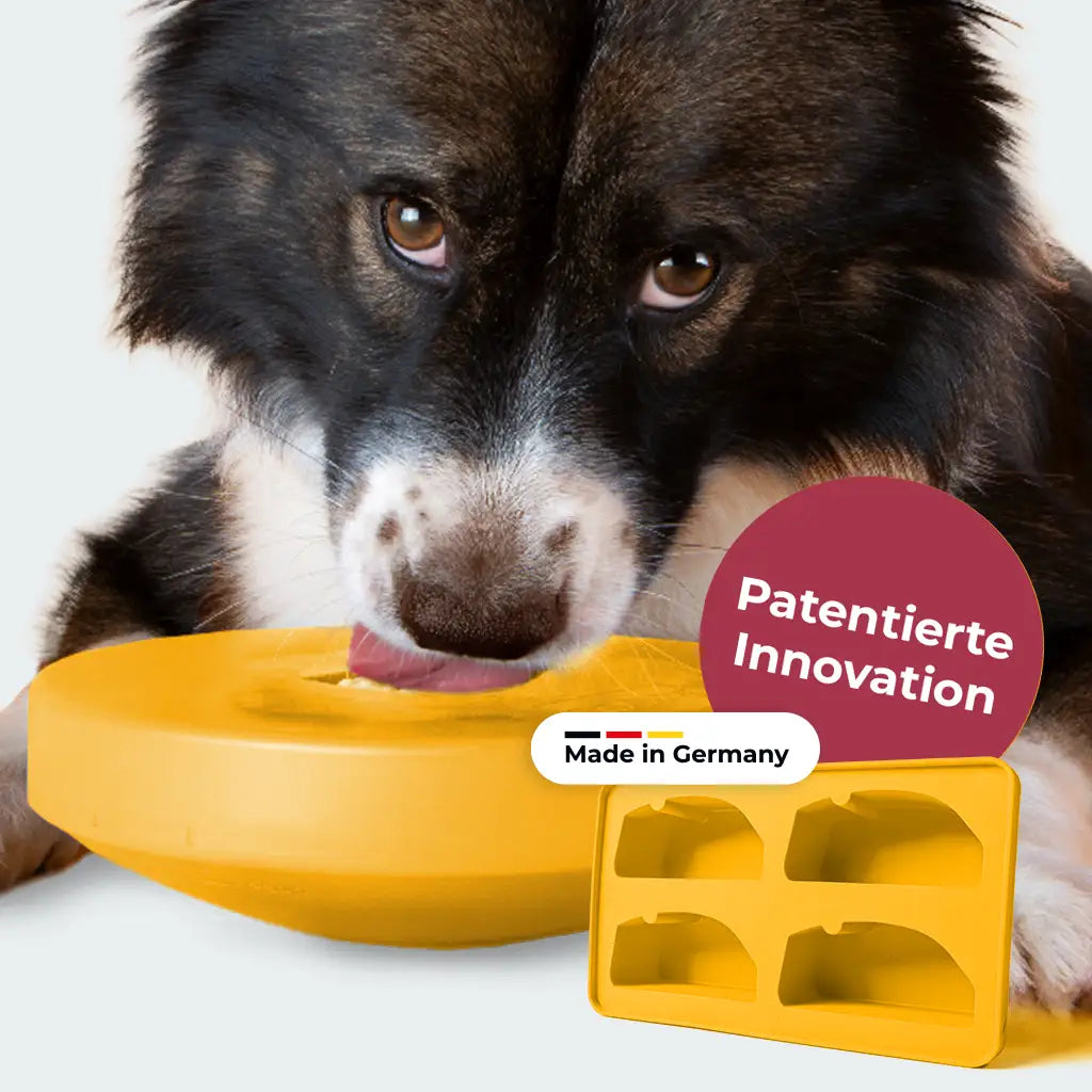Border Collie schleckt am gelben BOGGL® M Schleckspielzeug – Made in Germany, TÜV-geprüft, Einsteiger-Set mit passender FOGGL-Eiswürfelform